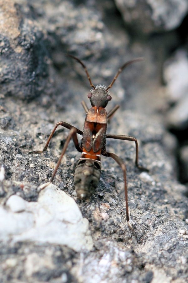 Alydidae: Alydus calcaratus ninfa